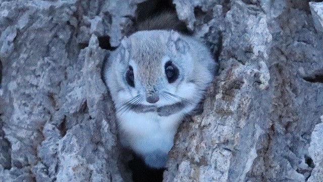 森の動物たち エゾモモンガ エリアニュース 株式会社伝書鳩 経済の伝書鳩 北見 網走 オホーツクのフリーペーパー