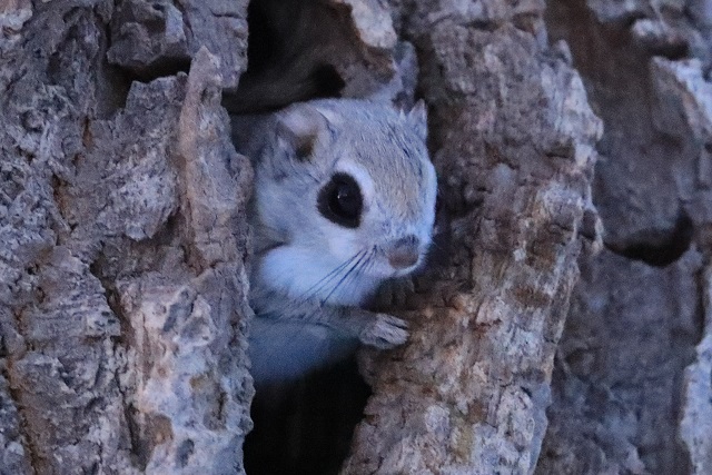 森の動物たち モモンガ エリアニュース 株式会社伝書鳩 経済の伝書鳩 北見 網走 オホーツクのフリーペーパー