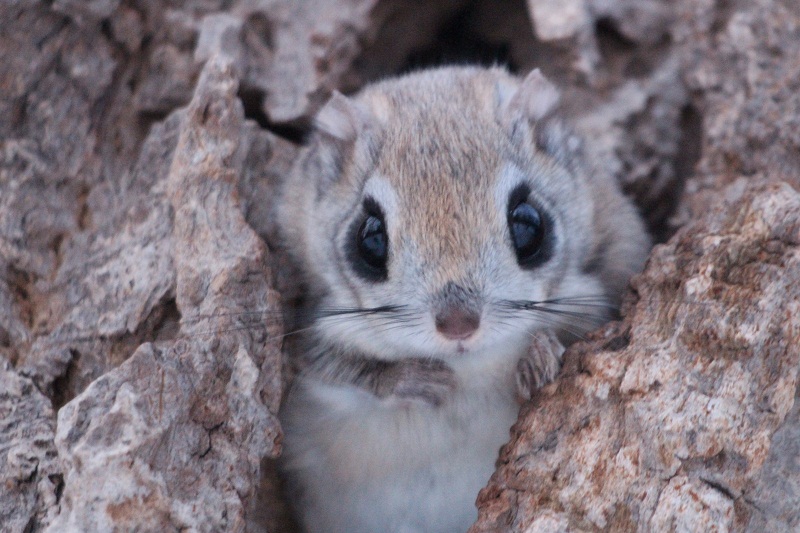 森の動物たち モモンガ エリアニュース 株式会社伝書鳩 経済の伝書鳩 北見 網走 オホーツクのフリーペーパー