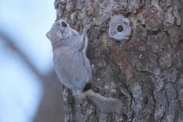 森の動物たち モモンガ エリアニュース 株式会社伝書鳩 経済の伝書鳩 北見 網走 オホーツクのフリーペーパー