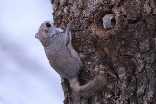 森の動物たち 駒場のモモンガ エリアニュース 株式会社伝書鳩 経済の伝書鳩 北見 網走 オホーツクのフリーペーパー