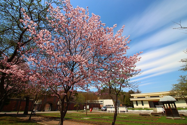 網走の桜 網走刑務所 エリアニュース 株式会社伝書鳩 経済の伝書鳩 北見 網走 オホーツクのフリーペーパー