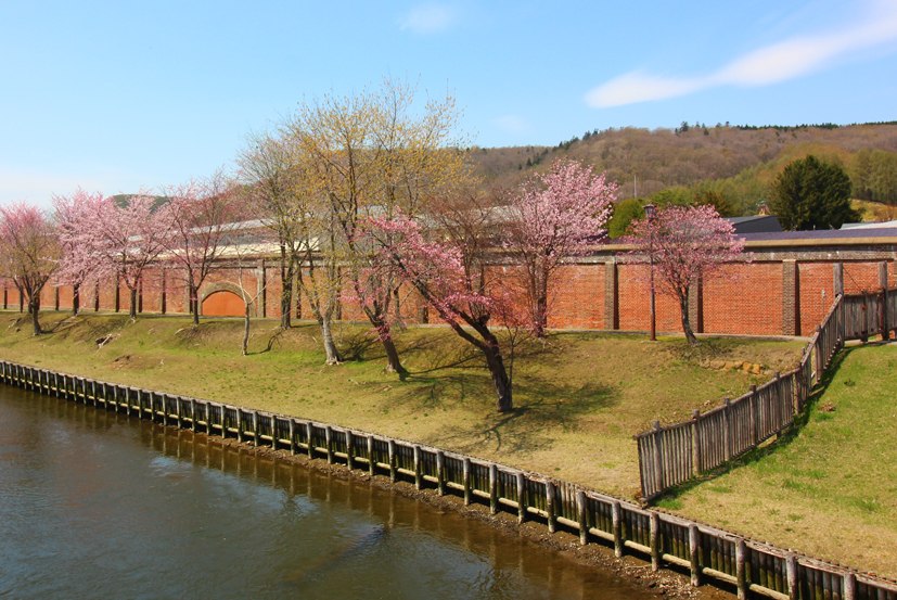 網走の桜 網走刑務所 エリアニュース 株式会社伝書鳩 経済の伝書鳩 北見 網走 オホーツクのフリーペーパー