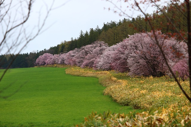 網走の桜 19 二見の桜並木 エリアニュース 株式会社伝書鳩 経済の伝書鳩 北見 網走 オホーツクのフリーペーパー