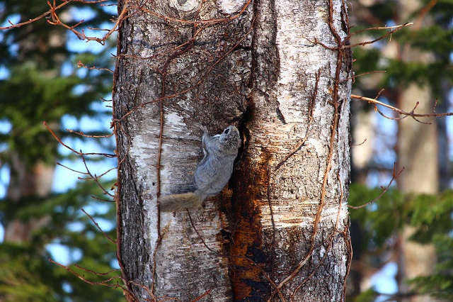 森の動物たち モモンガ エリアニュース 株式会社伝書鳩 経済の伝書鳩 北見 網走 オホーツクのフリーペーパー