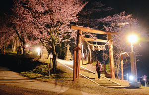 北見、金刀比羅さくら公園 == 株式会社伝書鳩｜経済の伝書鳩｜北見・網走・オホーツクのフリーペーパー ==