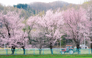 北見、相内公園 == 株式会社伝書鳩｜経済の伝書鳩｜北見・網走・オホーツクのフリーペーパー ==