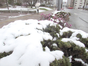 翌朝は街路樹も雪化粧(4月30日午前8時半頃、北見市中央大通) == 株式会社伝書鳩｜経済の伝書鳩｜北見・網走・オホーツクのフリーペーパー ==