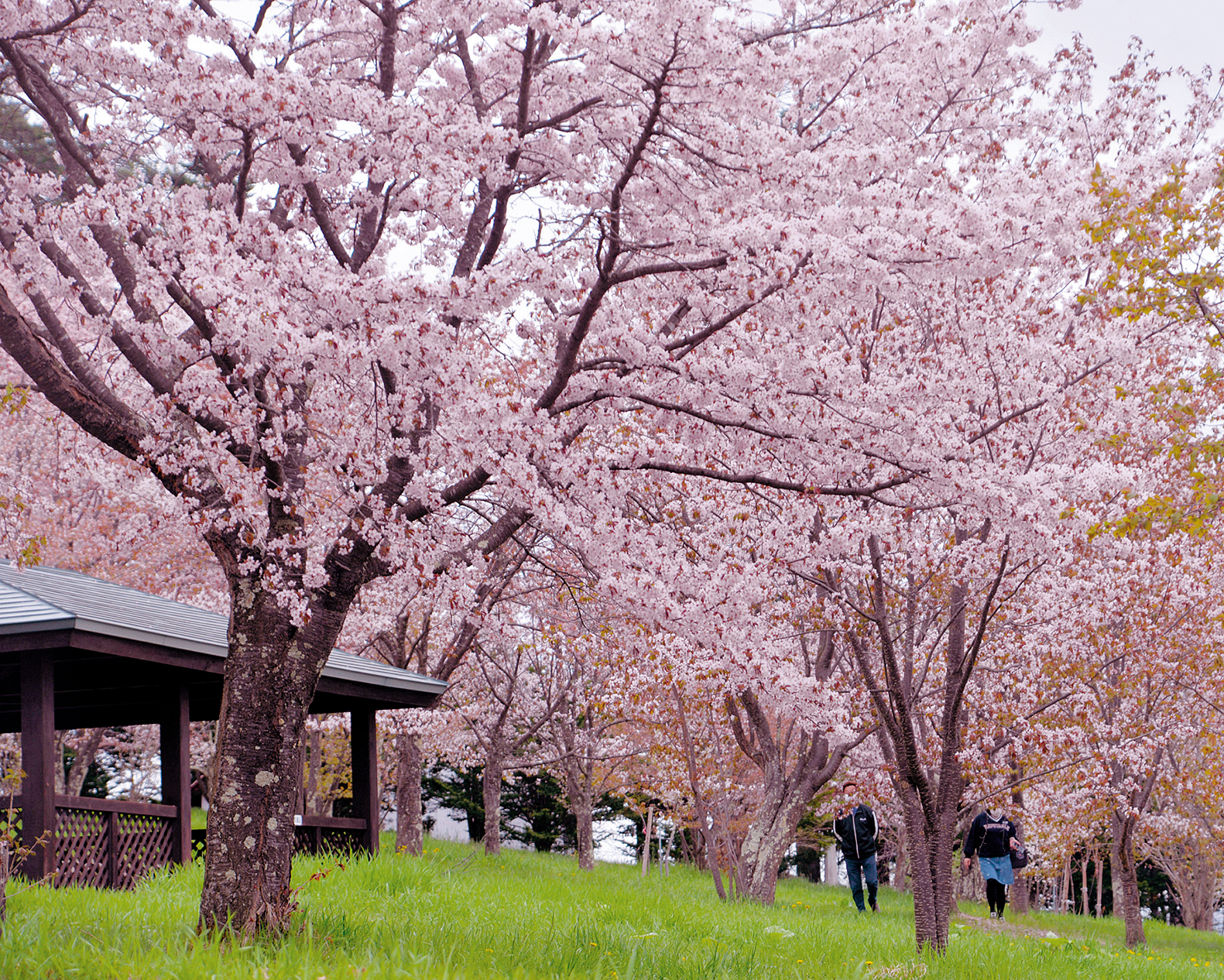 端野・さくらの森公園 == 株式会社伝書鳩｜経済の伝書鳩｜北見・網走・オホーツクのフリーペーパー ==