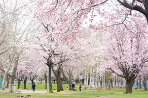 北見・東陵公園 == 株式会社伝書鳩｜経済の伝書鳩｜北見・網走・オホーツクのフリーペーパー ==