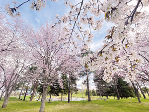 北見・常盤公園 == 株式会社伝書鳩｜経済の伝書鳩｜北見・網走・オホーツクのフリーペーパー ==