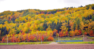 津別町岩富付近 == 株式会社伝書鳩｜経済の伝書鳩｜北見・網走・オホーツクのフリーペーパー ==