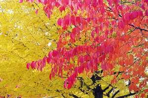 北見市とん田東町 == 株式会社伝書鳩｜経済の伝書鳩｜北見・網走・オホーツクのフリーペーパー ==