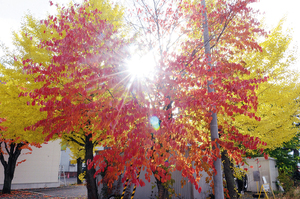 北見市とん田東町 == 株式会社伝書鳩｜経済の伝書鳩｜北見・網走・オホーツクのフリーペーパー ==