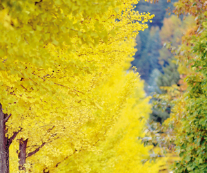 高栄通(北見) == 株式会社伝書鳩｜経済の伝書鳩｜北見・網走・オホーツクのフリーペーパー ==