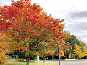 北網圏北見文化センター == 株式会社伝書鳩｜経済の伝書鳩｜北見・網走・オホーツクのフリーペーパー ==