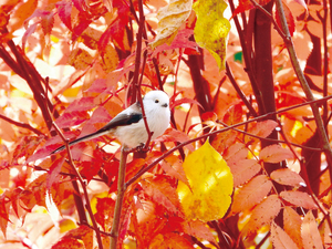  == 株式会社伝書鳩｜経済の伝書鳩｜北見・網走・オホーツクのフリーペーパー ==