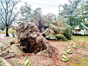  == 株式会社伝書鳩｜経済の伝書鳩｜北見・網走・オホーツクのフリーペーパー ==