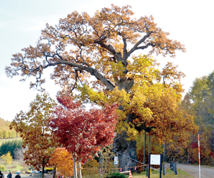 緋牛内の大カシワ(端野) == 株式会社伝書鳩｜経済の伝書鳩｜北見・網走・オホーツクのフリーペーパー ==