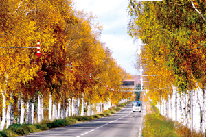 美幌町福住国道243号 == 株式会社伝書鳩｜経済の伝書鳩｜北見・網走・オホーツクのフリーペーパー ==