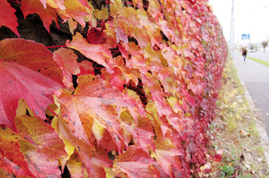 北見工大界隈 == 株式会社伝書鳩｜経済の伝書鳩｜北見・網走・オホーツクのフリーペーパー ==