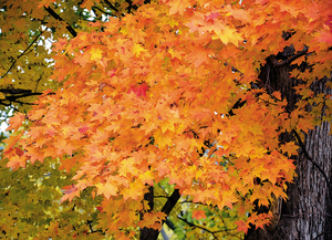 津別中学校付近 == 株式会社伝書鳩｜経済の伝書鳩｜北見・網走・オホーツクのフリーペーパー ==