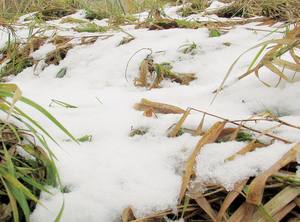 == 株式会社伝書鳩|経済の伝書鳩|北見・網走・オホーツクのフリーペーパー ==