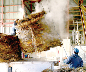 蒸し終わった青シソが運ばれる様子 == 株式会社伝書鳩｜経済の伝書鳩｜北見・網走・オホーツクのフリーペーパー ==
