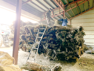 乾燥させた青ソシを搬入 == 株式会社伝書鳩｜経済の伝書鳩｜北見・網走・オホーツクのフリーペーパー ==