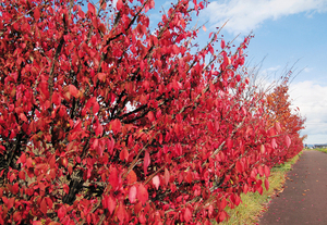 柏泉緑道(北見) == 株式会社伝書鳩｜経済の伝書鳩｜北見・網走・オホーツクのフリーペーパー ==
