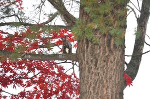  == 株式会社伝書鳩｜経済の伝書鳩｜北見・網走・オホーツクのフリーペーパー ==