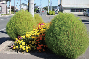 9月は青々丸々と == 株式会社伝書鳩|経済の伝書鳩|北見・網走・オホーツクのフリーペーパー ==