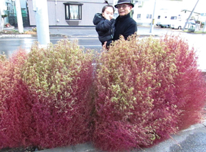 11月にはグラデーションも美しく == 株式会社伝書鳩|経済の伝書鳩|北見・網走・オホーツクのフリーペーパー ==