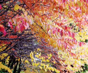 高台寺参道(北見) == 株式会社伝書鳩｜経済の伝書鳩｜北見・網走・オホーツクのフリーペーパー ==