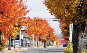三輪そよ風通(北見) == 株式会社伝書鳩｜経済の伝書鳩｜北見・網走・オホーツクのフリーペーパー ==