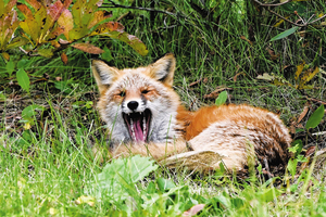  == 株式会社伝書鳩｜経済の伝書鳩｜北見・網走・オホーツクのフリーペーパー ==