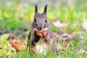  == 株式会社伝書鳩｜経済の伝書鳩｜北見・網走・オホーツクのフリーペーパー ==