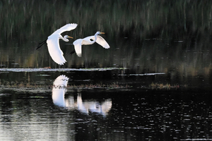  == 株式会社伝書鳩｜経済の伝書鳩｜北見・網走・オホーツクのフリーペーパー ==