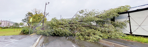 9月21日の暴風で倒れた街路樹(網走市内で撮影) == 株式会社伝書鳩｜経済の伝書鳩｜北見・網走・オホーツクのフリーペーパー ==