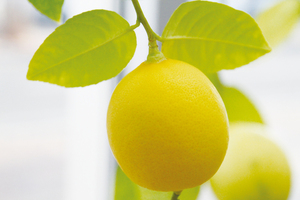 == 株式会社伝書鳩|経済の伝書鳩|北見・網走・オホーツクのフリーペーパー ==