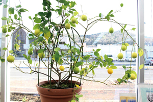 == 株式会社伝書鳩|経済の伝書鳩|北見・網走・オホーツクのフリーペーパー ==