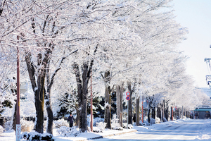 == 株式会社伝書鳩|経済の伝書鳩|北見・網走・オホーツクのフリーペーパー ==