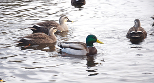 == 株式会社伝書鳩|経済の伝書鳩|北見・網走・オホーツクのフリーペーパー ==