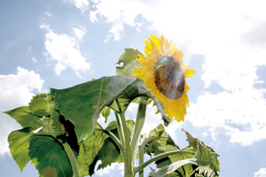 最高気温39・0度を観測した2025年7月24日、北見市内で == 株式会社伝書鳩｜経済の伝書鳩｜北見・網走・オホーツクのフリーペーパー ==
