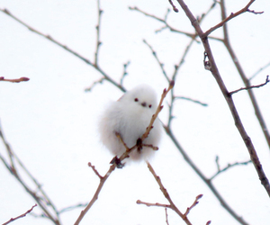  == 株式会社伝書鳩｜経済の伝書鳩｜北見・網走・オホーツクのフリーペーパー ==