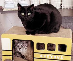  == 株式会社伝書鳩｜経済の伝書鳩｜北見・網走・オホーツクのフリーペーパー ==