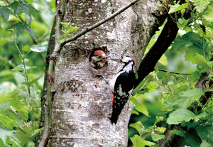  == 株式会社伝書鳩｜経済の伝書鳩｜北見・網走・オホーツクのフリーペーパー ==