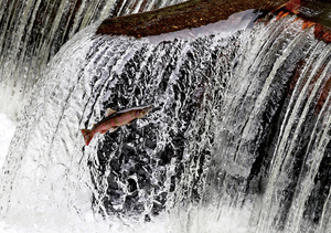  == 株式会社伝書鳩｜経済の伝書鳩｜北見・網走・オホーツクのフリーペーパー ==