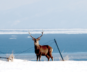 雪原で出会ったエゾシカの後方に流氷 == 株式会社伝書鳩｜経済の伝書鳩｜北見・網走・オホーツクのフリーペーパー ==