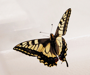  == 株式会社伝書鳩｜経済の伝書鳩｜北見・網走・オホーツクのフリーペーパー ==